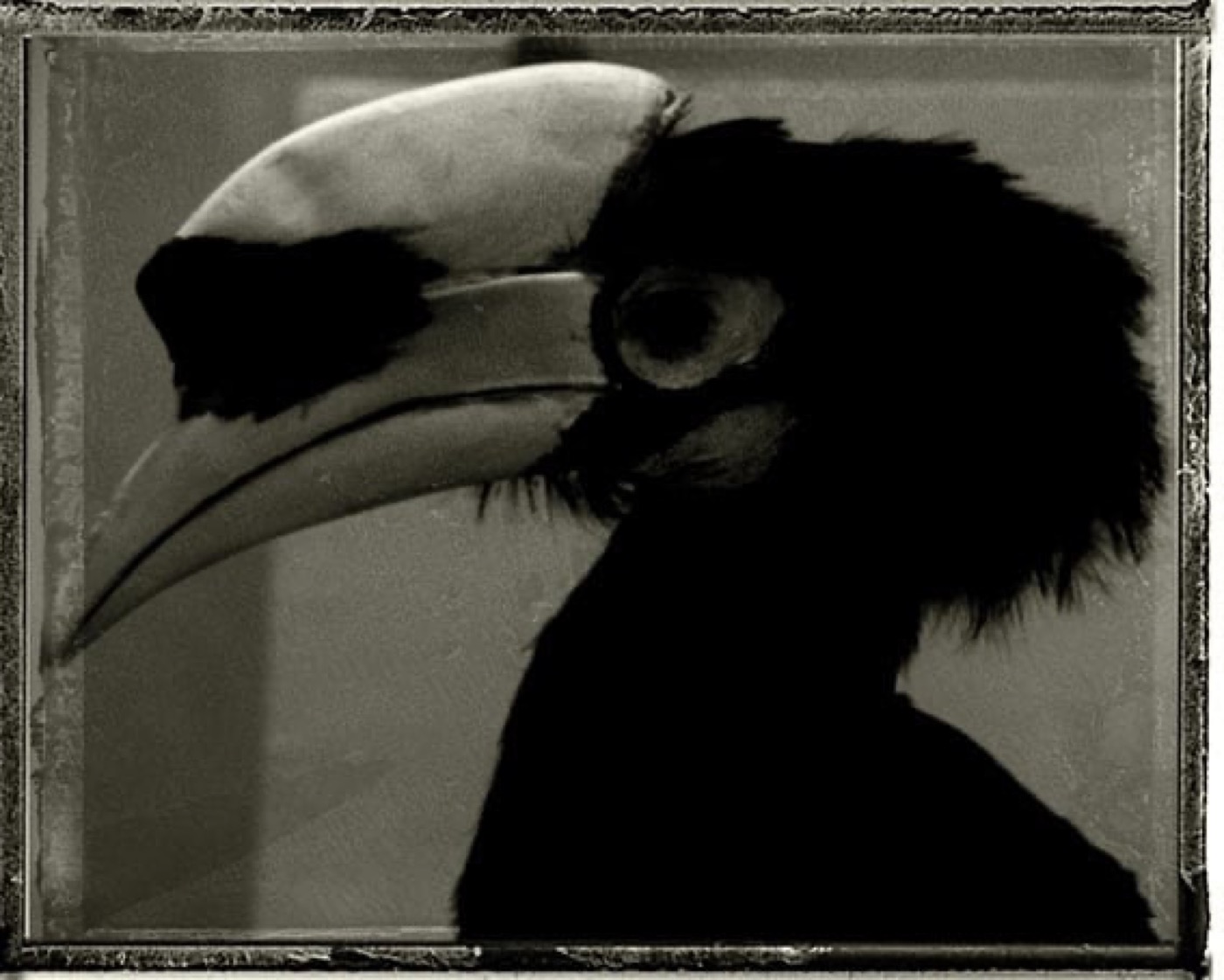 Toucan russe