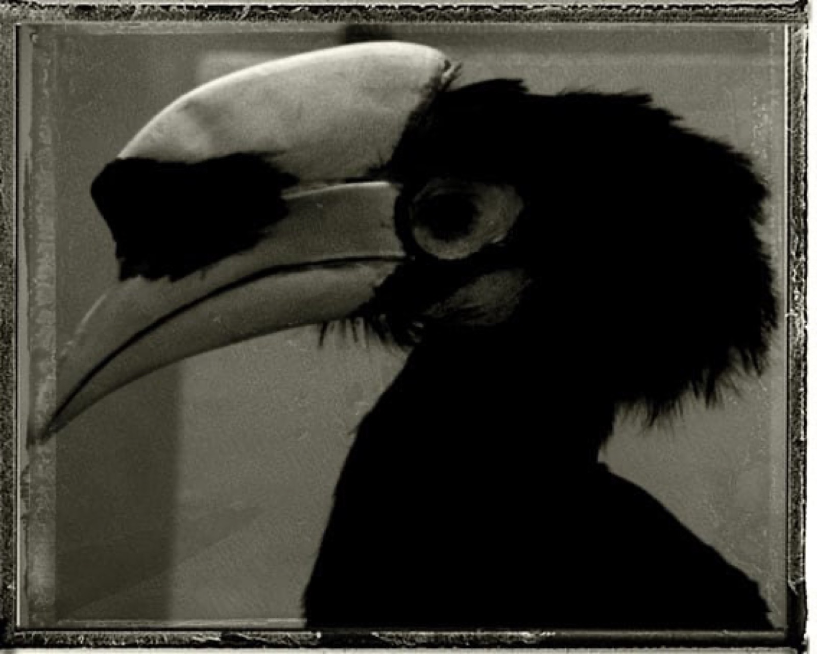 Toucan russe