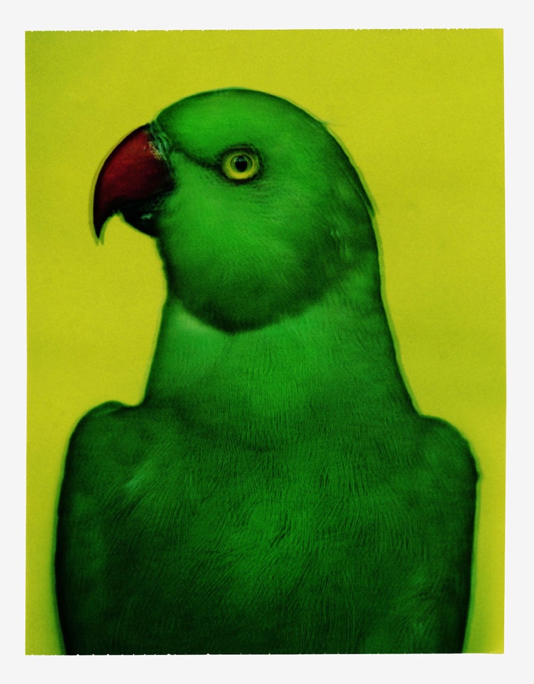 L'oiseau 2