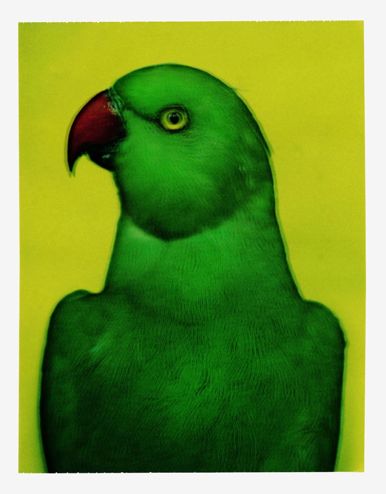 L'oiseau 2