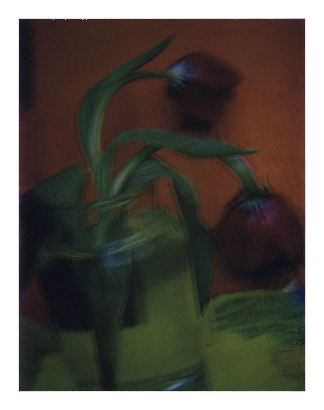 Les tulipes