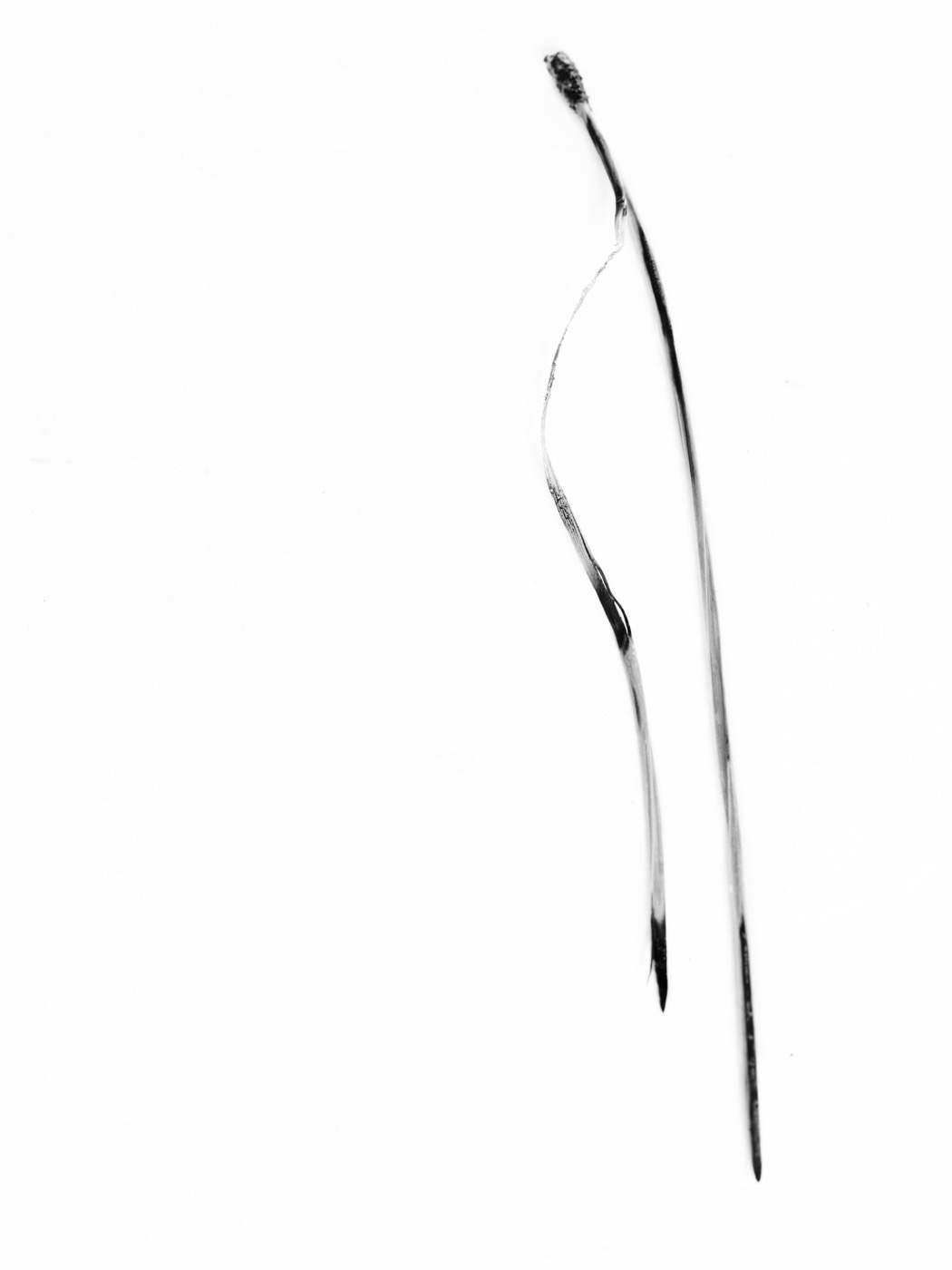 Needles
