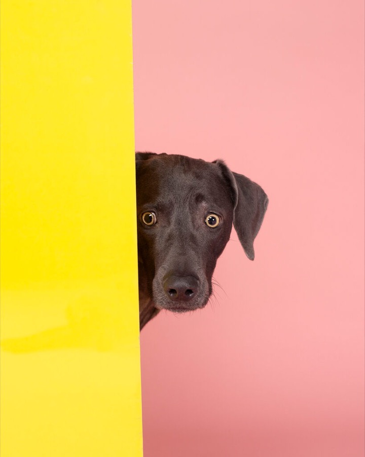 Intruder