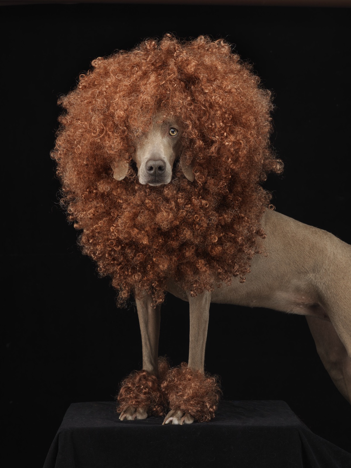 Penny the Poodle