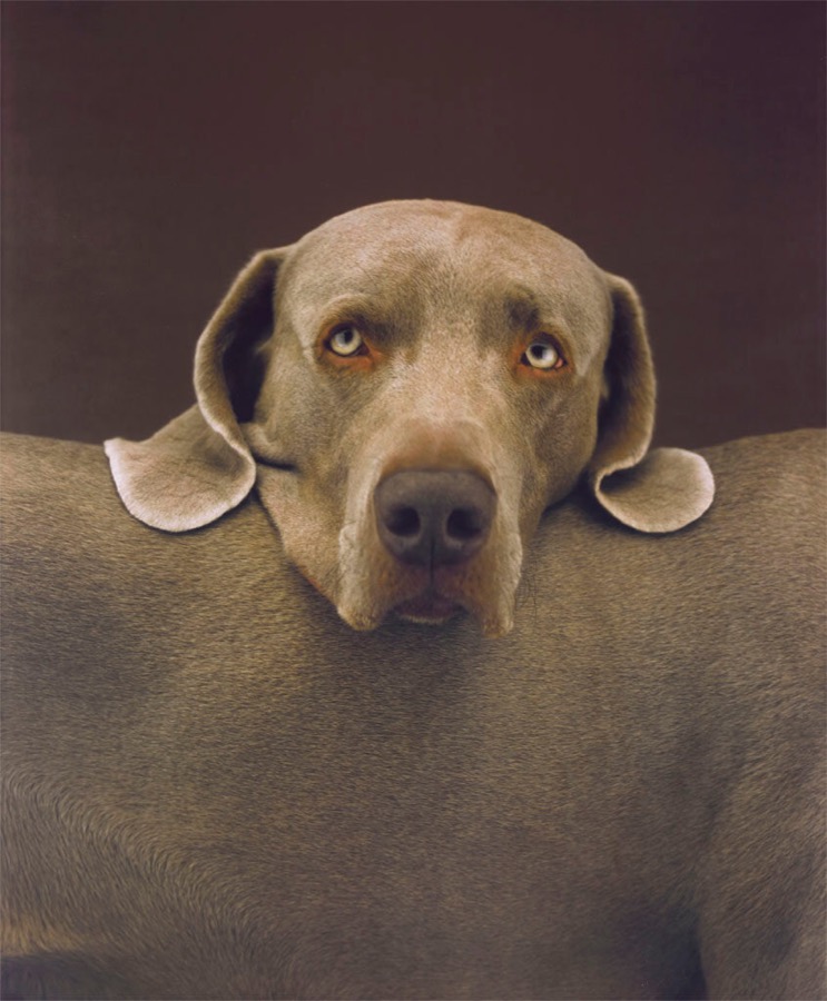 Head Rest