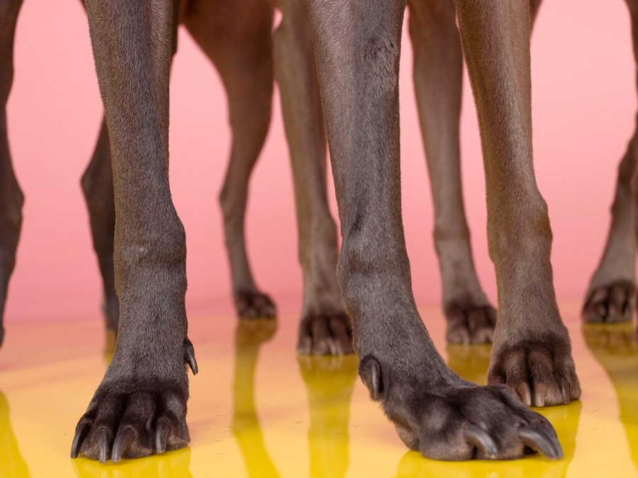 Foot Field