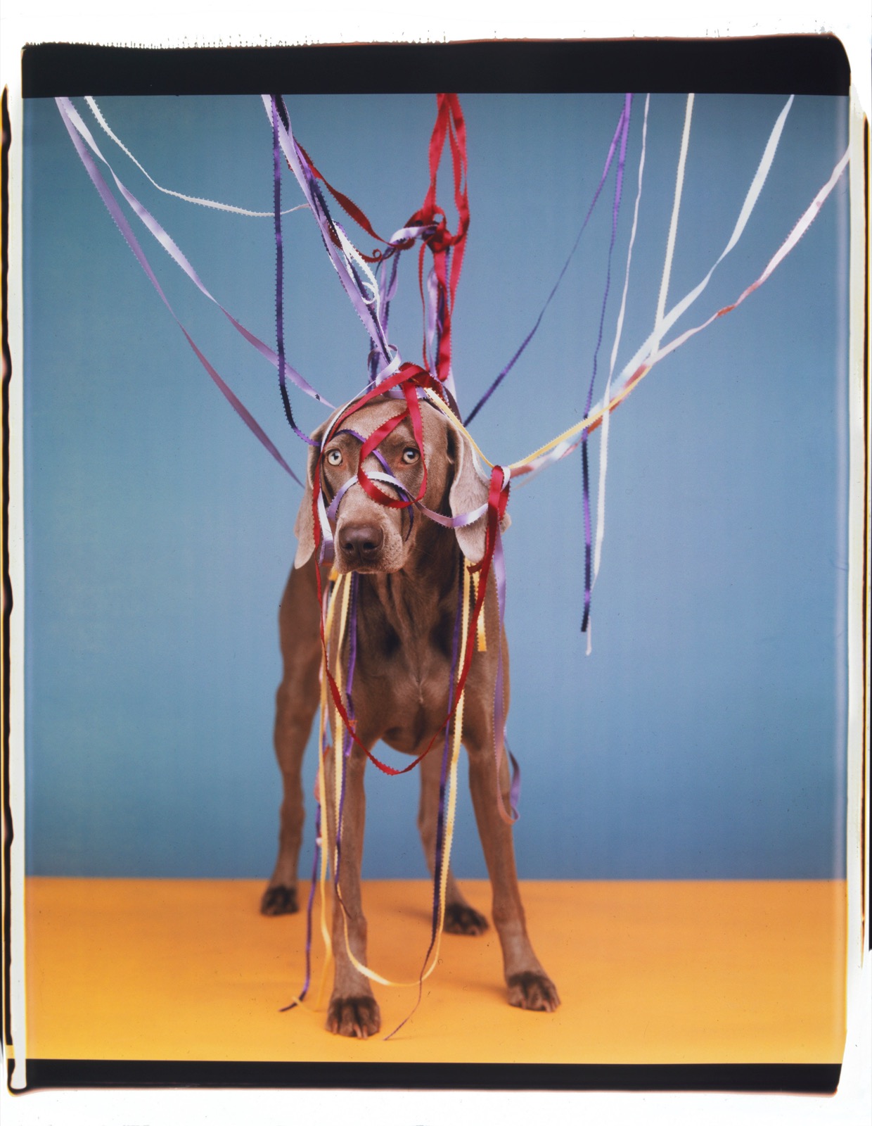 May pole